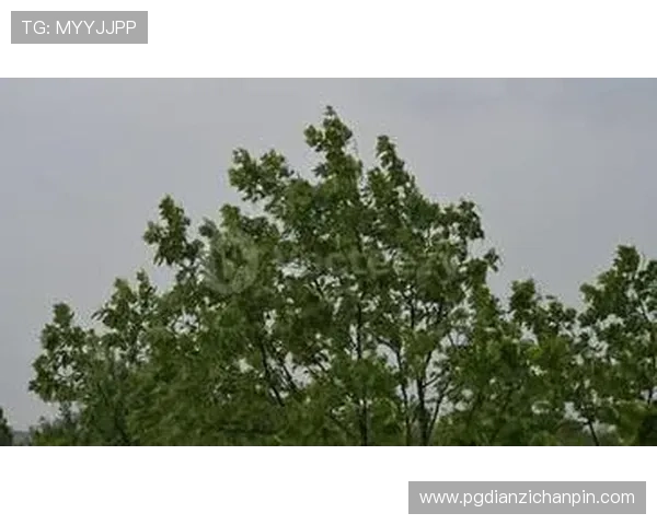 免费试玩pg麻将胡了游戏免费体验开启多样化娱乐新体验